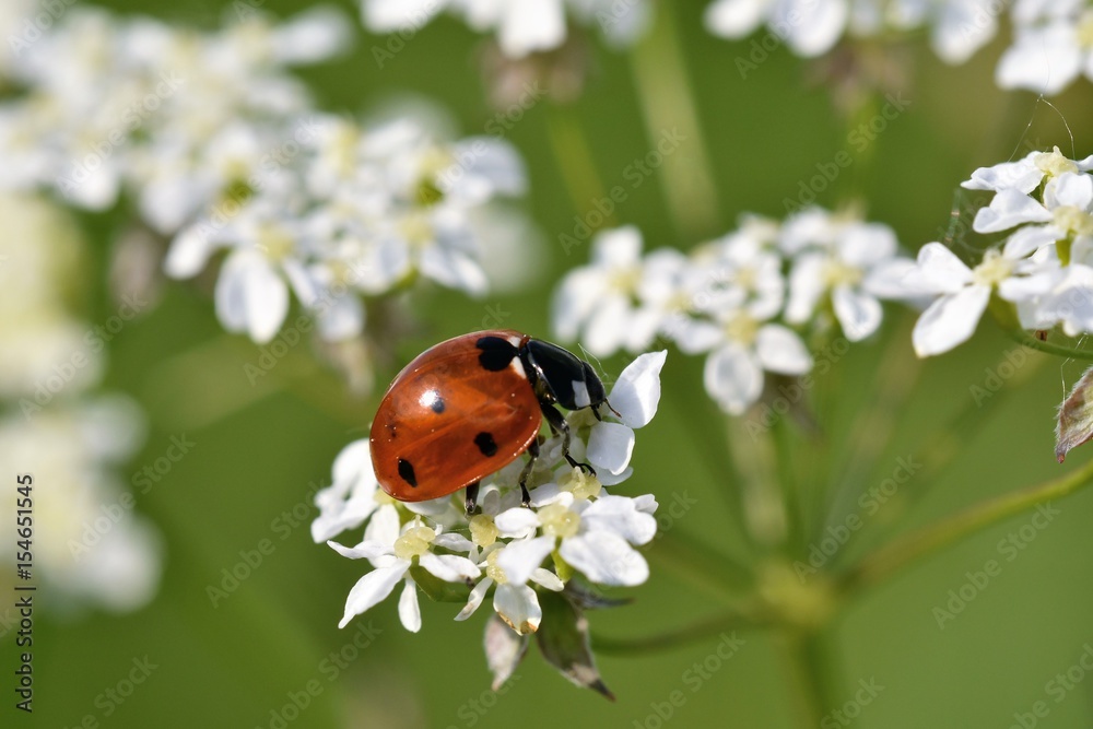 ladybird in the grass ladybird in the grass