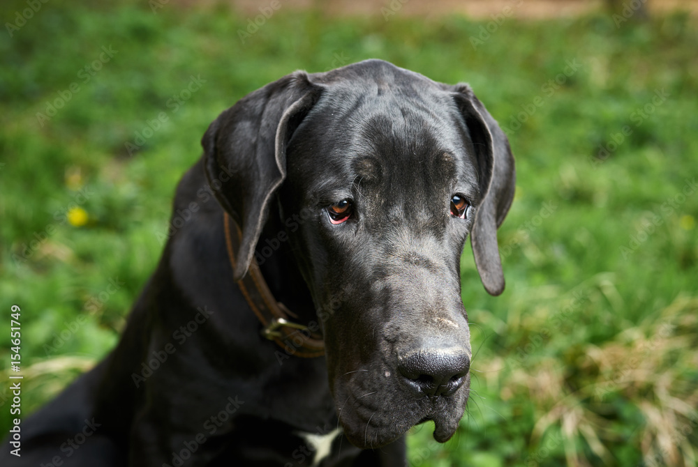 beautiful dog of dark color, collar