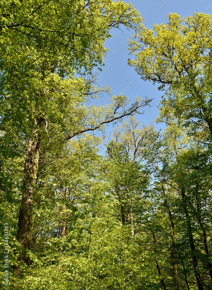Landscape with spring green beech trees in sunlight Landscape with spring green beech trees in sunlight