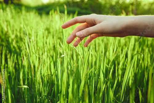 female hand over green grass © SHOTPRIME STUDIO