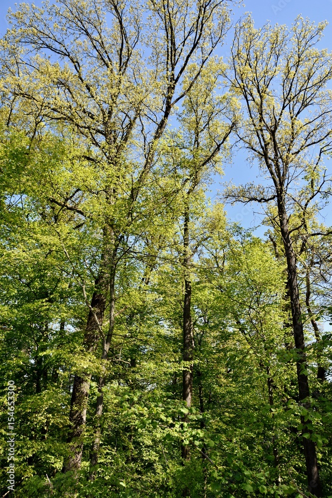 Landscape with spring green beech trees in sunlight Landscape with spring green beech trees in sunlight