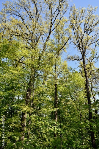 Landscape with spring green beech trees in sunlight