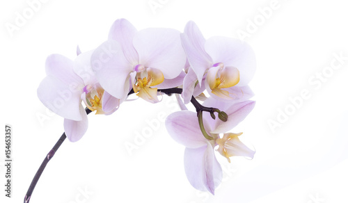 Fototapeta Naklejka Na Ścianę i Meble -  Orchid on a white background.