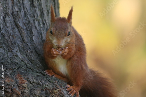 Eihchörnchen © Heike