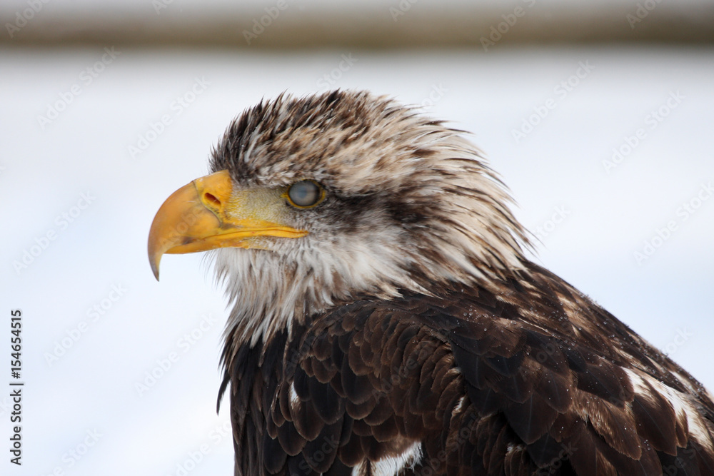 Obraz premium Greifvogel