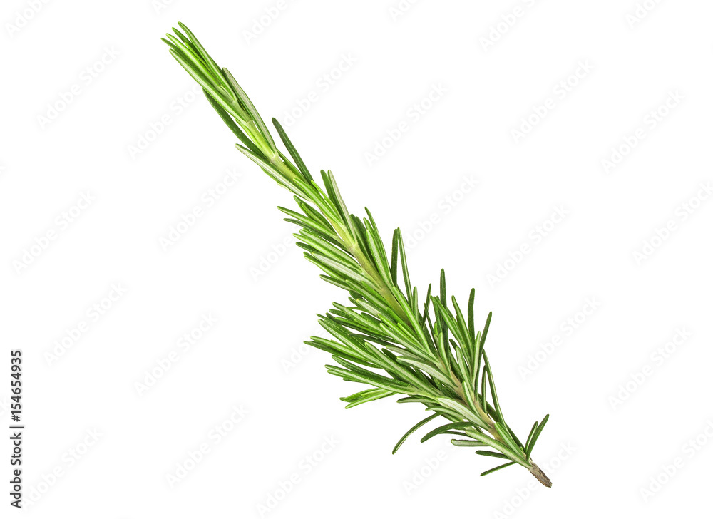 Fototapeta premium Twig of rosemary on a white background