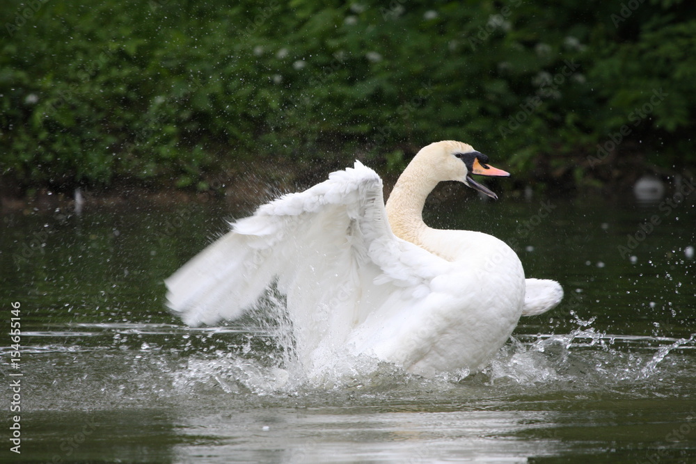 Schwan Schwan