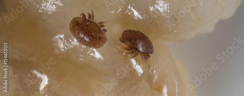 Quadro su tela Varroa destructor bee parasite - microscope photo