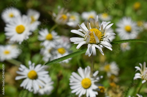 the beauty of white flowers  daisies