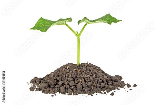 Young plant with humus isolated on white background