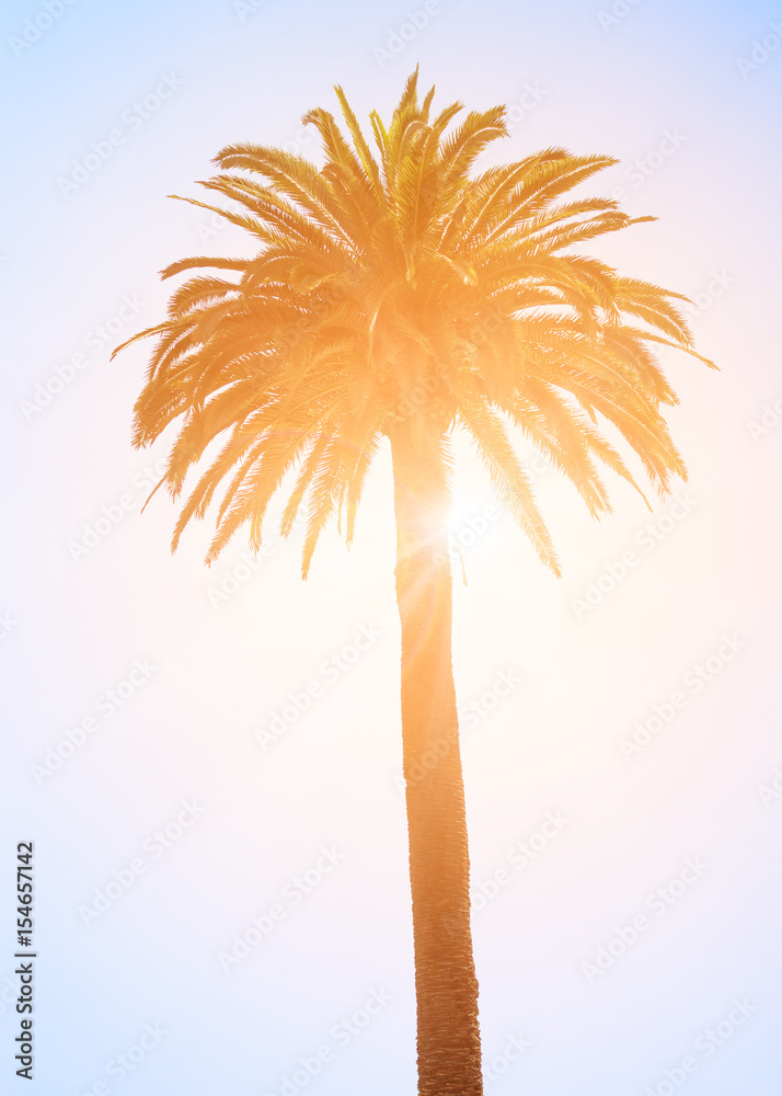 Obraz premium Tropical palm tree on the white