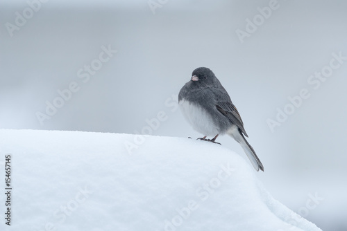 Dark-eyed Junco in the Snow © Randy Runtsch