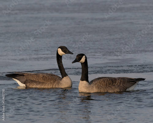 Spring Thaw Geese