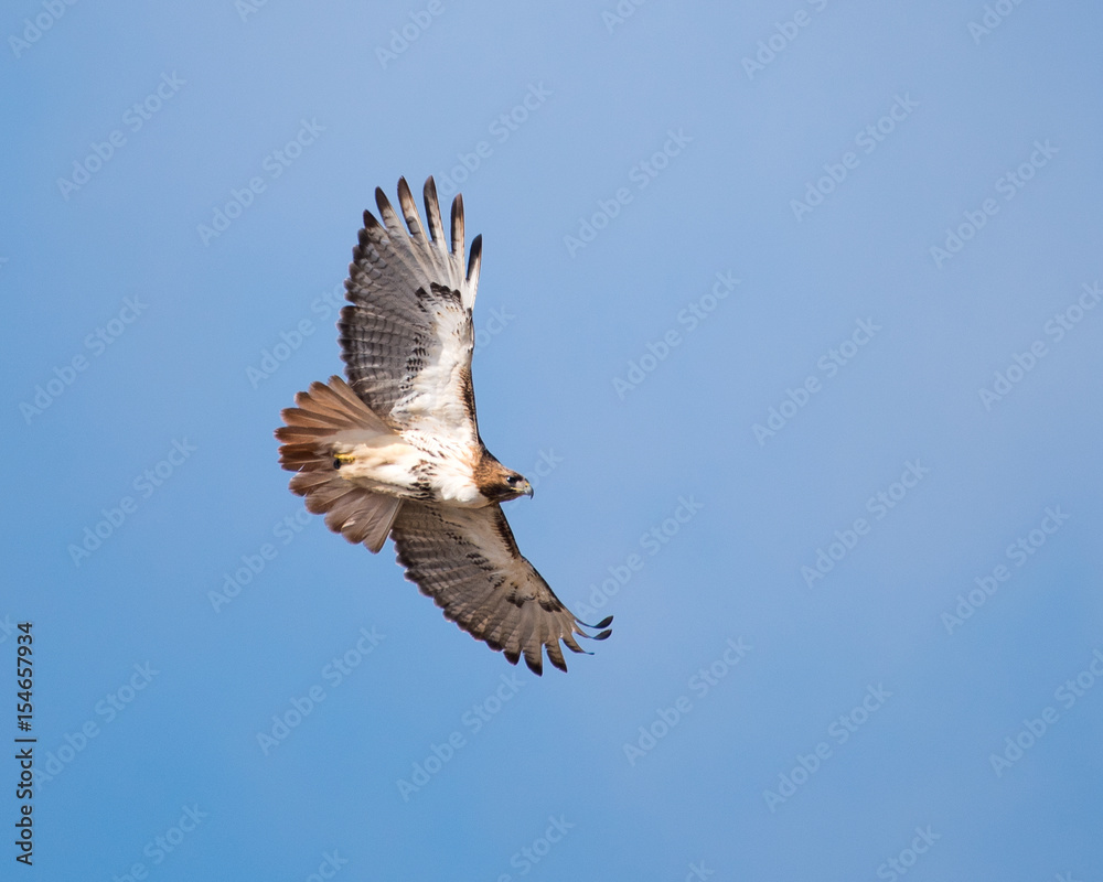 Fototapeta premium Red-tailed Hawk