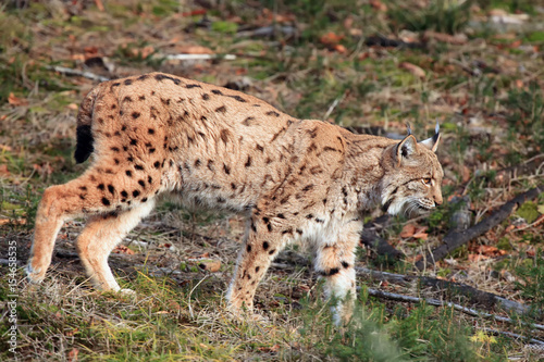 The Eurasian lynx (Lynx lynx) walking through a meadow