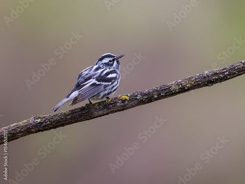 Black-and-white Warbler photo