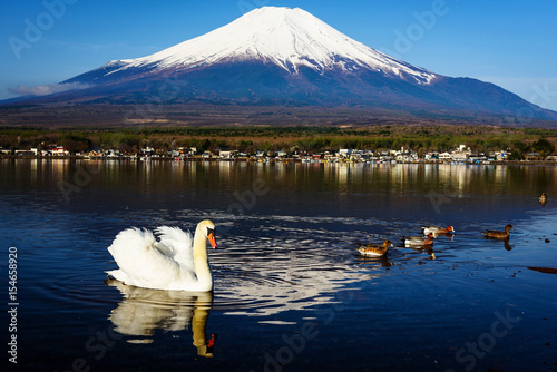 White swan floating on Yamanaka lake with Mount Fuji view, Yamanashi, Japan. Here, 1 of 5 Mt. Fuji lakes, is the closest with beautiful swans. photo