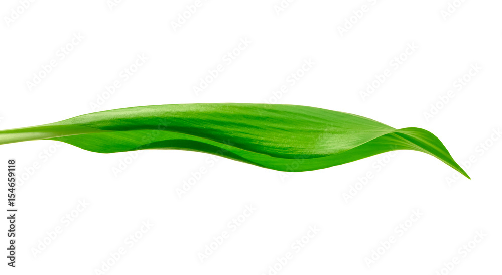 green leaf green leaf