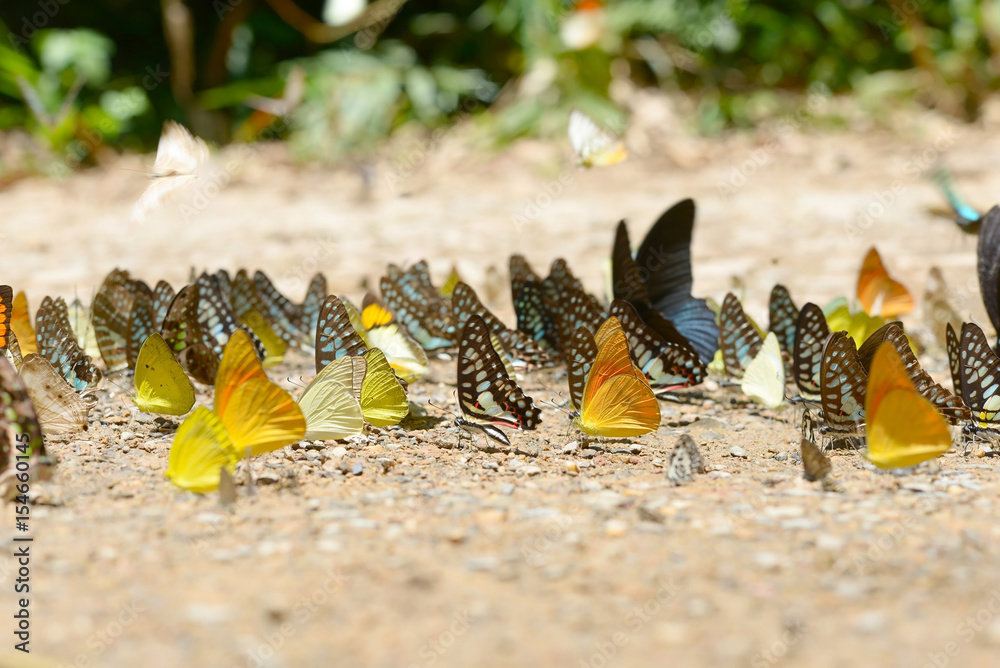 Εκτύπωση καμβά Butterflies are feeding mineral at Kaeng Krachan National Park, Thailand