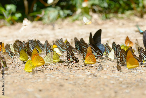 Canvas Print Butterflies are feeding mineral at Kaeng Krachan National Park, Thailand