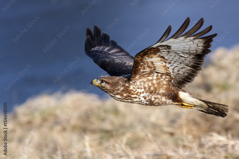 Fototapeta premium The common buzzard (Buteo buteo) flying