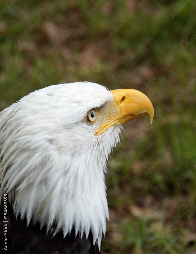 Weißkopfseeadler (Haliaeetus leucocephalus) Weißkopfseeadler (Haliaeetus leucocephalus)