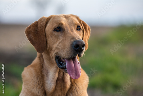 Labrador Retriever