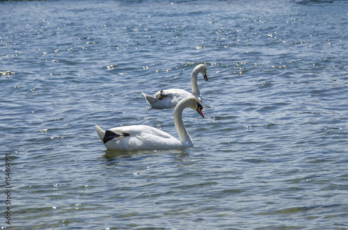 Swans separated 