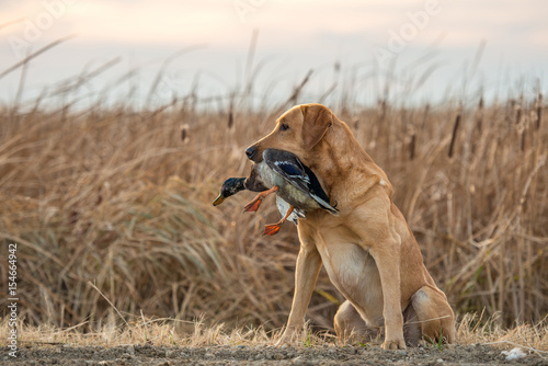 Labrador Retriever with Mallard Duck