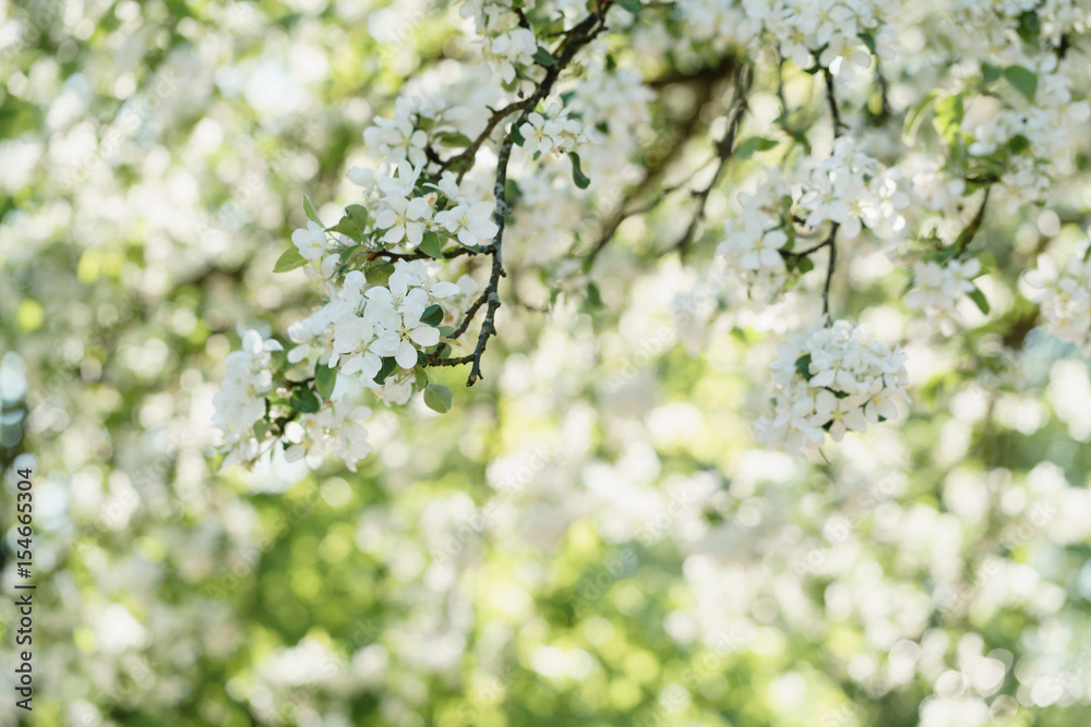 Low angle shot of white apple blossom tree in sunny day