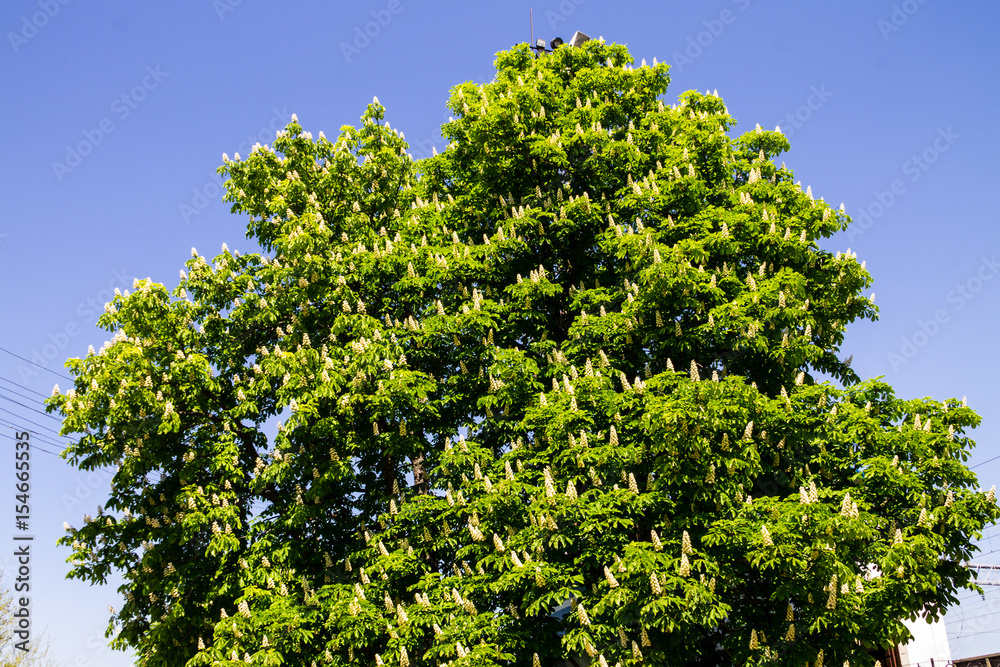 Blossoming chestnut tree (Aesculus hippocastanum) in park