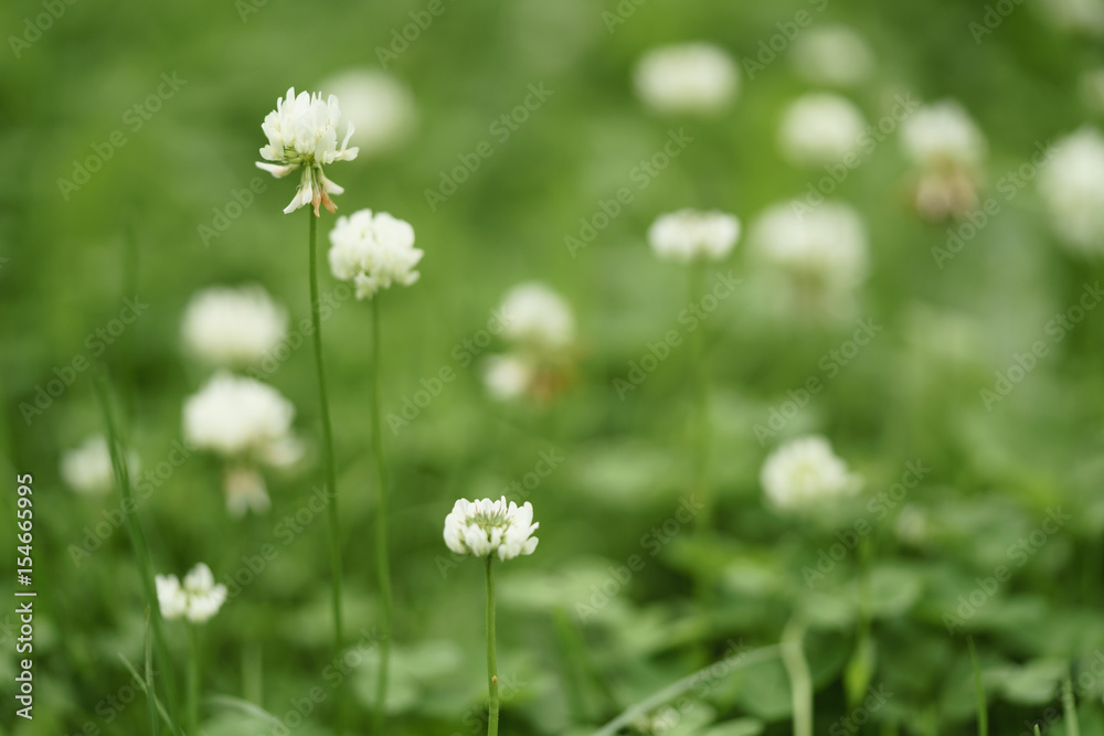 white clover flower in summer day on meadow white clover flower in summer day on meadow