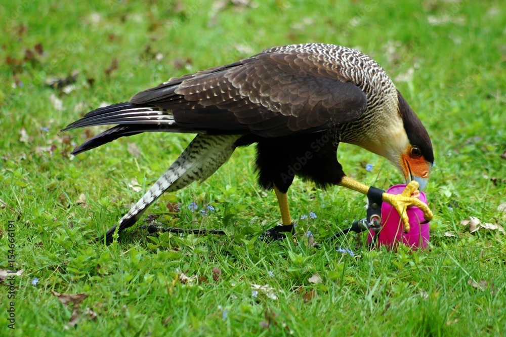 Karibikkarakara (Caracara cheriway cheriway)