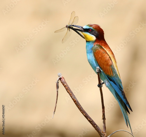 european bee-eater with prey dragonfly (Merops Apiaster) © dule964