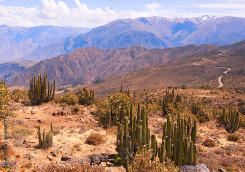 The cacti in the Colca Canyon in Peru. South America