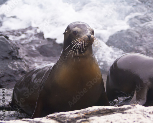 A seal on the beach. Ecuador, Galapagos Islands