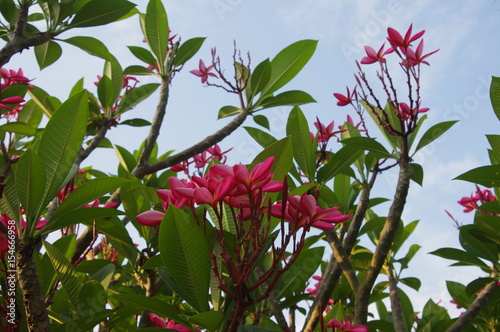 pink blossom on tree branch.