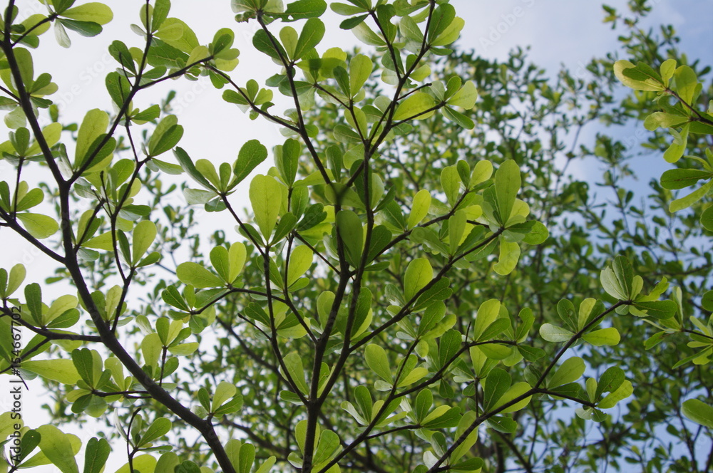 green leaves and tree branch. 