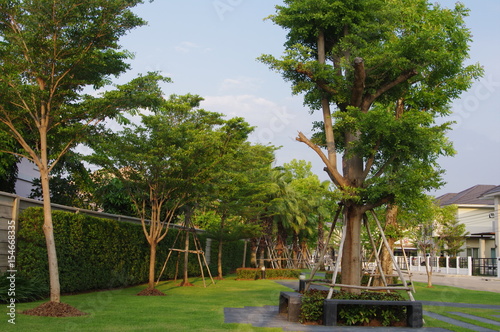 tree park in the evening.