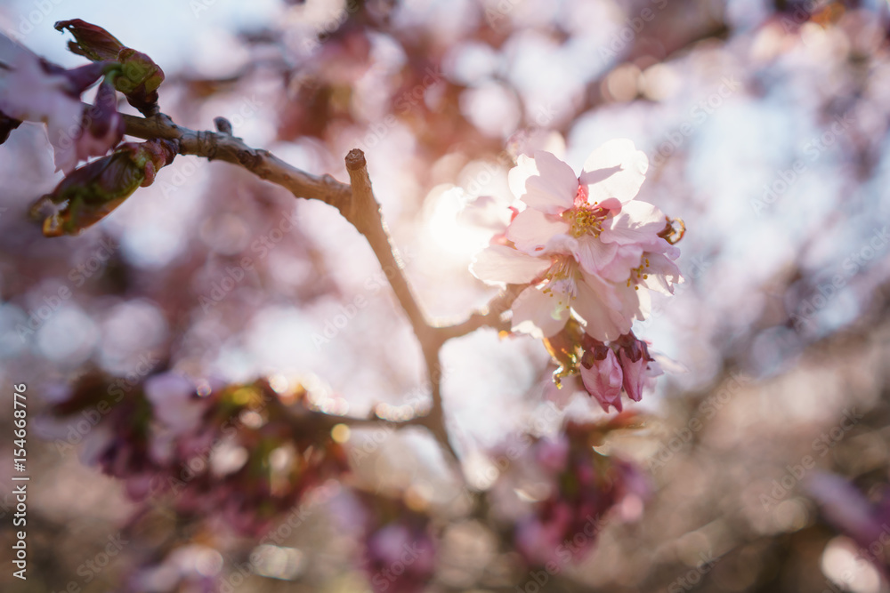blossom sakura in warm spring sunset blossom sakura in warm spring sunset