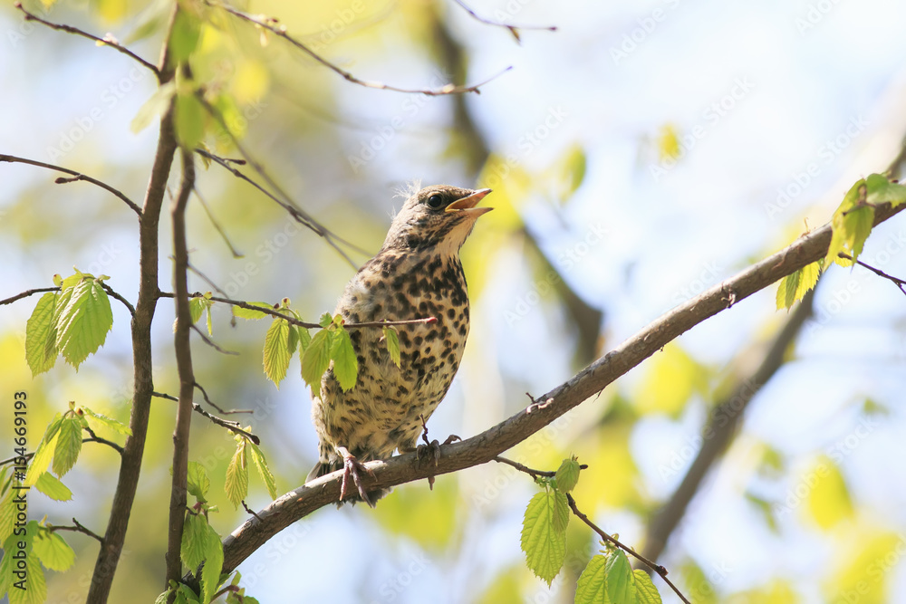 Naklejka premium funny little chick Blackbird sitting in a tree waiting for parents