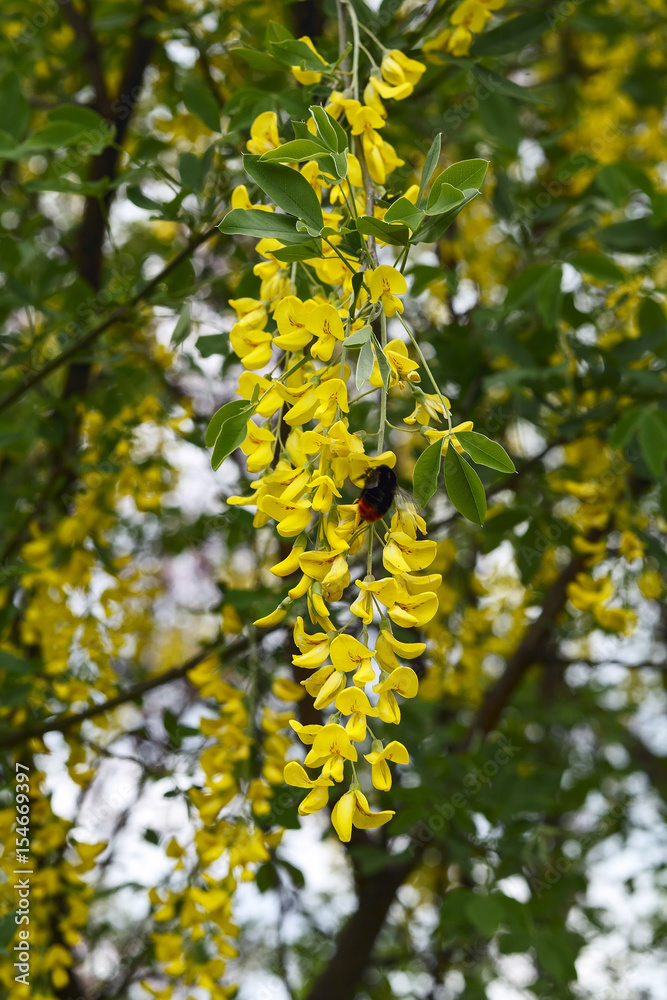 Acacia yellow in the spring, mimosa Acacia yellow in the spring, mimosa