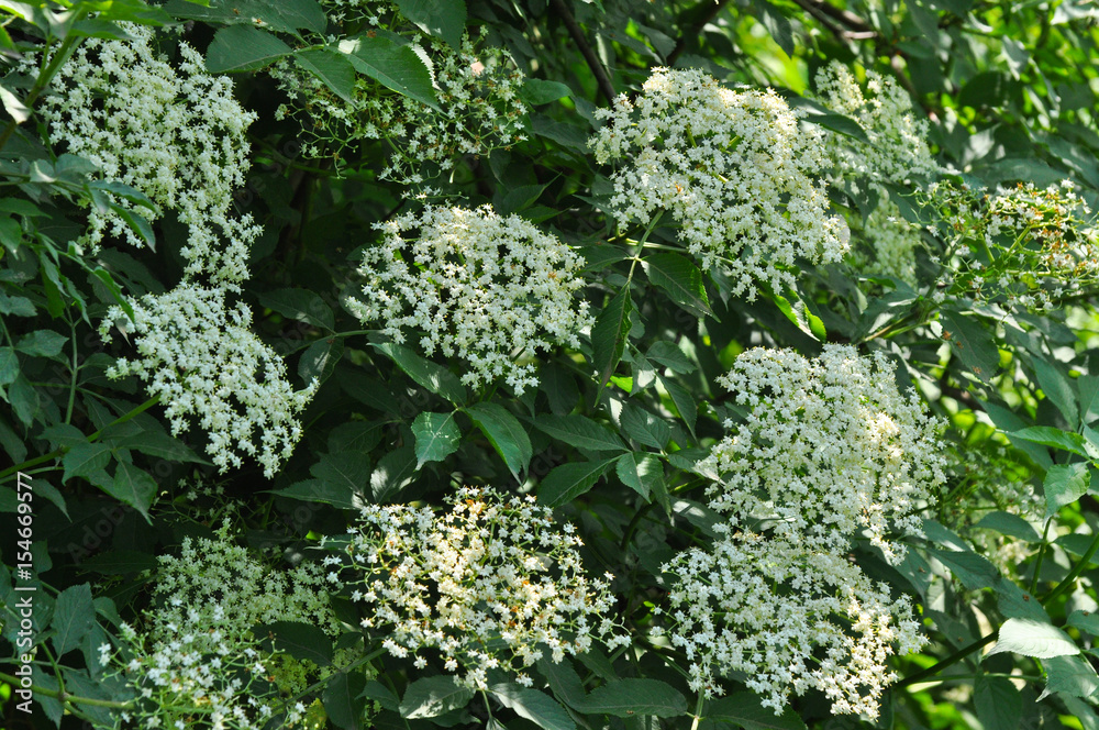 Elderflower or Sambucus nigra in full bloom in spring. Elderflower, European Elderberry, European Black Elderberry, Common Elder Elderflower or Sambucus nigra in full bloom in spring. Elderflower, European Elderberry, European Black Elderberry, Common Elder