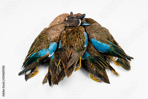 Dead ducks killed on hunting season as recreational pursuit for wild game meat white background 