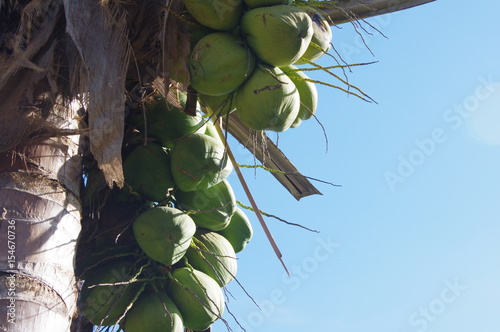 coconut brunch on coconut tree