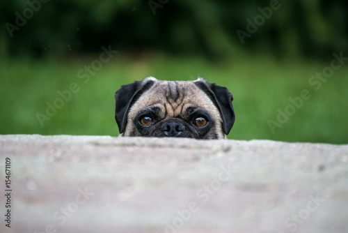 Peeking Pug