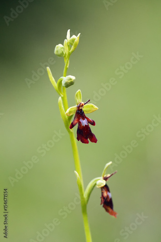 Ophrys insectifera, the fly orchid with green background