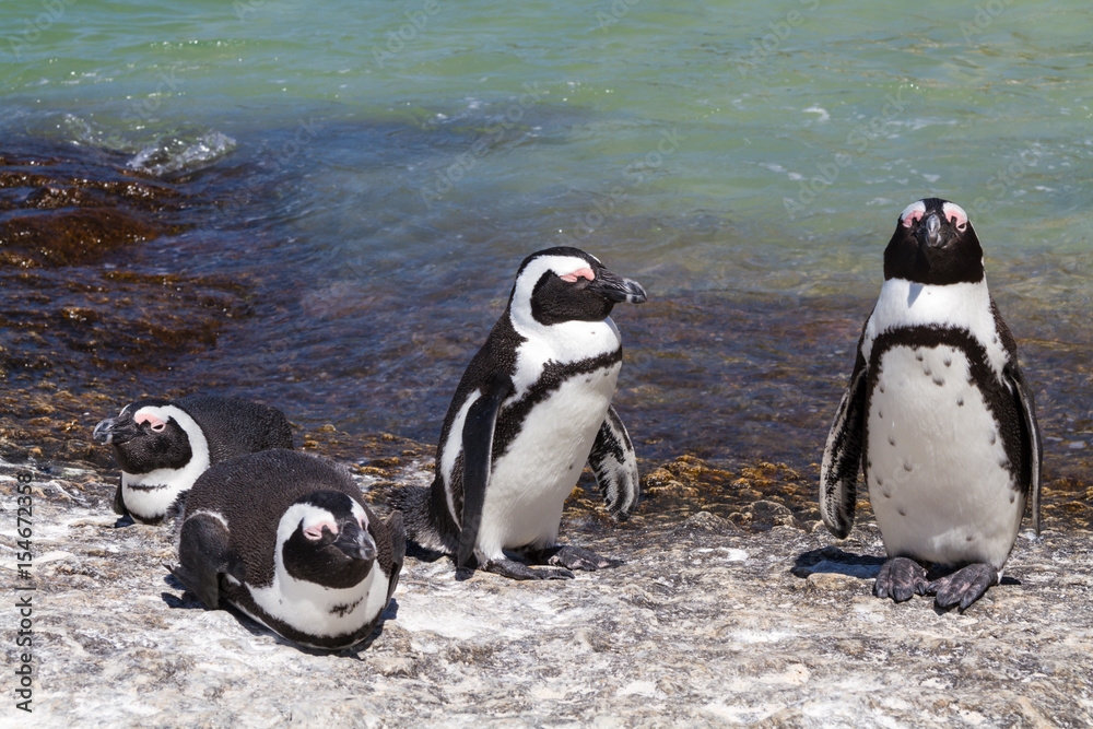 Obraz premium Jackass Penguins