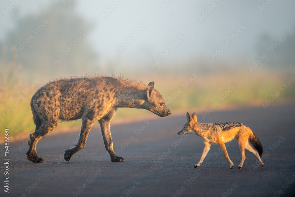 Hyena and Jackal Stock Photo | Adobe Stock