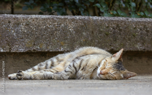 a lovely cat sleeping on the ground